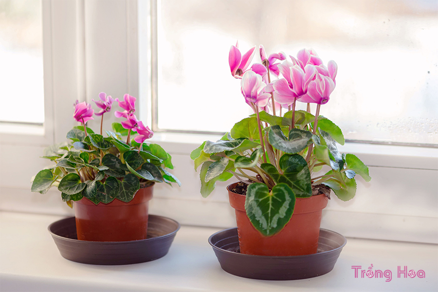 Các bước gieo hạt trồng hoa tiên khách lai Cyclamen