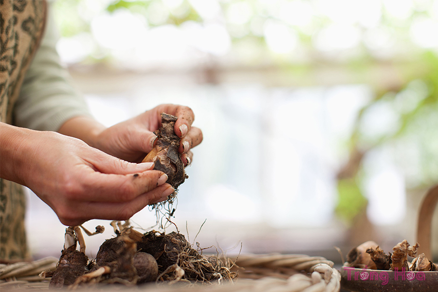 Cách phân chia tách củ giống hoa mùa xuân