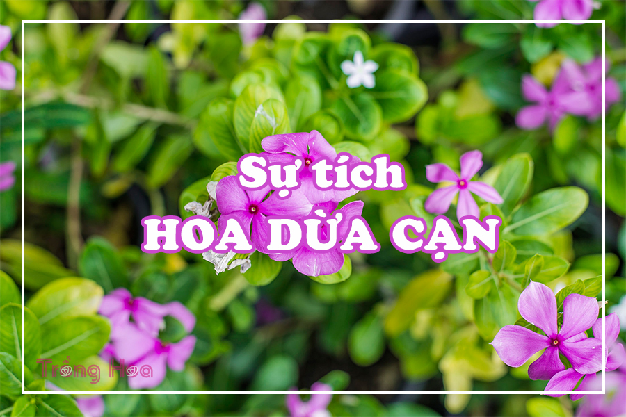 Sự tích hoa dừa cạn về quốc đảo Madagarcar