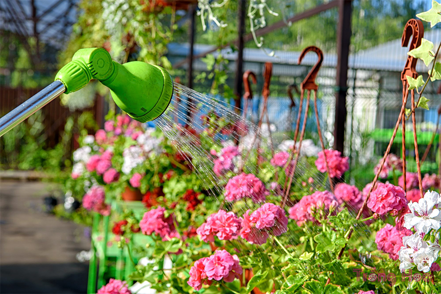 Cách tốt nhất để tưới nước cho hầu hết các loại hoa phong lữ