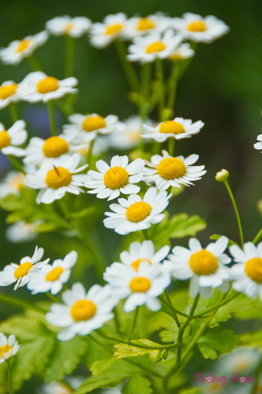 Hoa cúc thơm Feverfew - Tanacetum parthenium