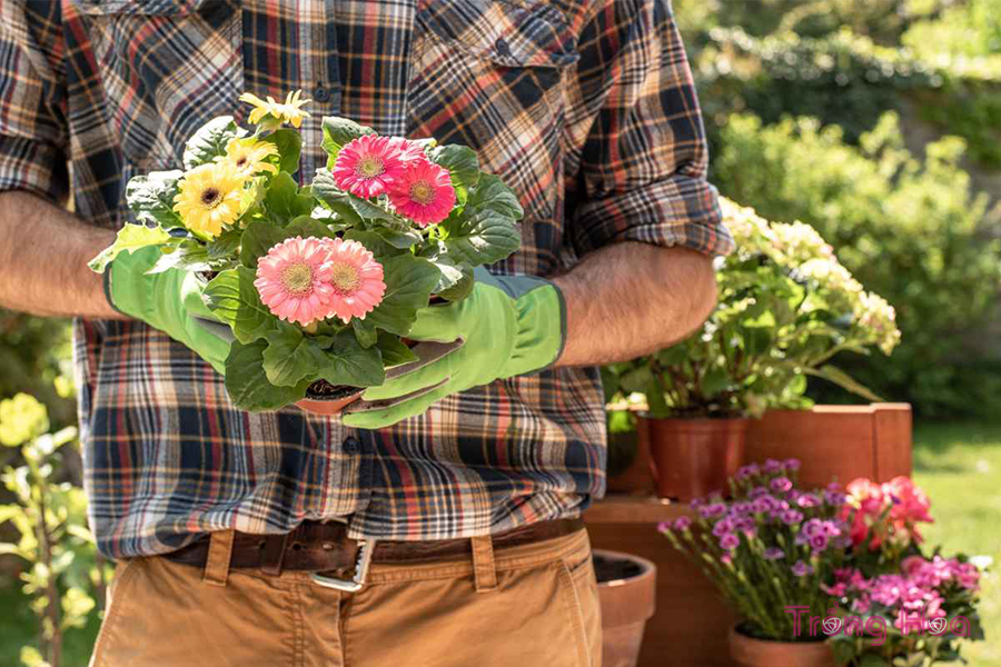 Làm thế nào để trồng hoa, mẹo trồng hoa thành công