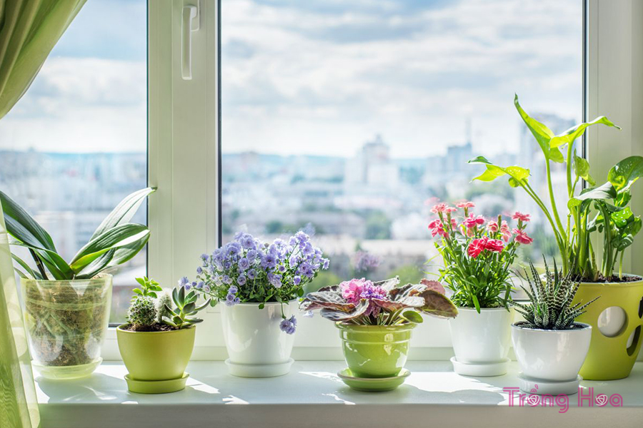 6 Mẹo chuyên nghiệp để trồng hoa tại nhà