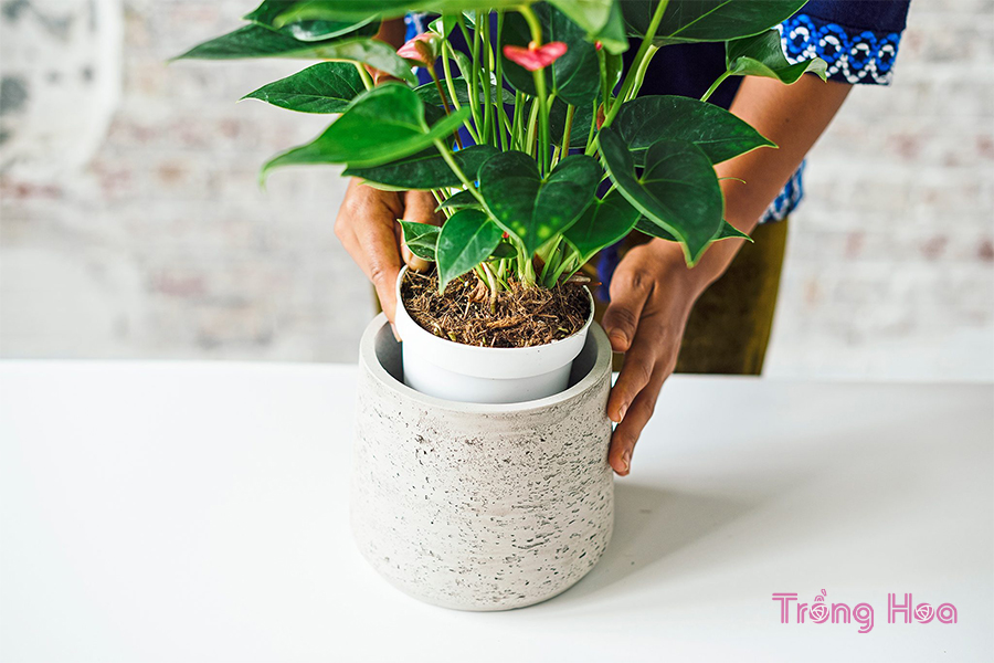 Mẹo chăm sóc cây hồng môn phát triển đẹp nhất